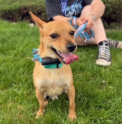 GADGET - Chihuahua available for adoption