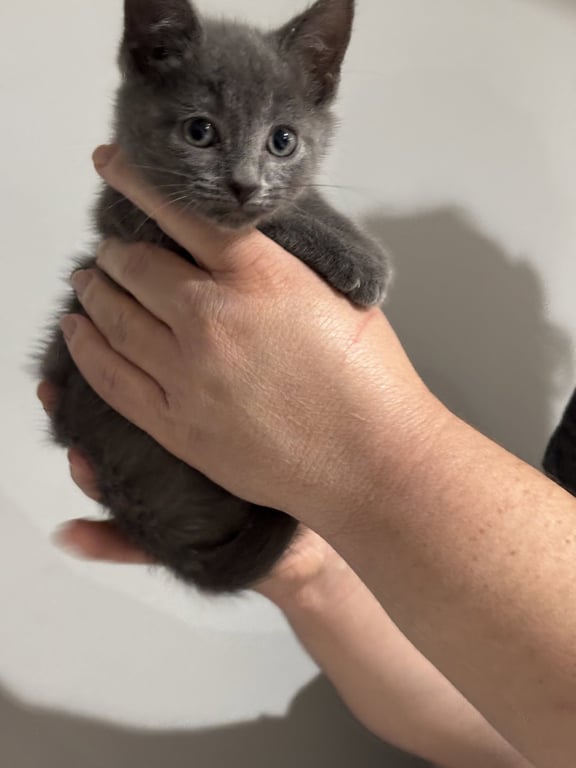 CAT - Nikee Image
