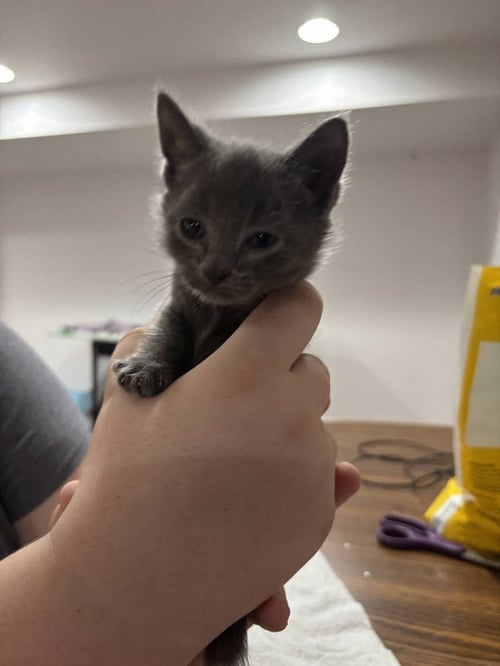 CAT - NIKEE - Domestic Short Hair available for adoption