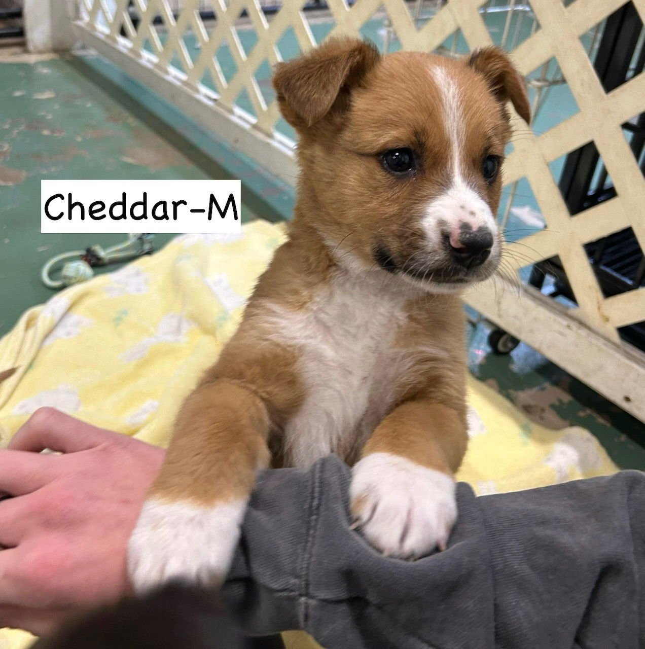 CHEDDAR - Collie available for adoption
