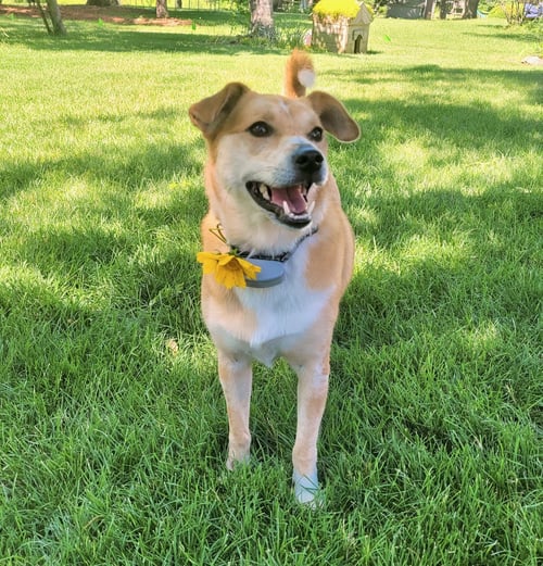 AURORA - Terrier available for adoption