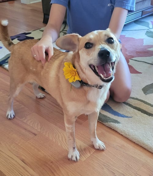AURORA - Terrier available for adoption