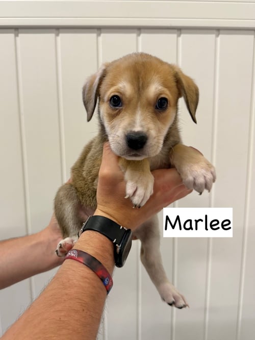 MARLEE - Boxer / Cattle Dog available for adoption
