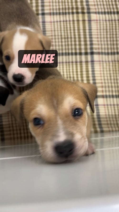 MARLEE - Boxer / Cattle Dog available for adoption