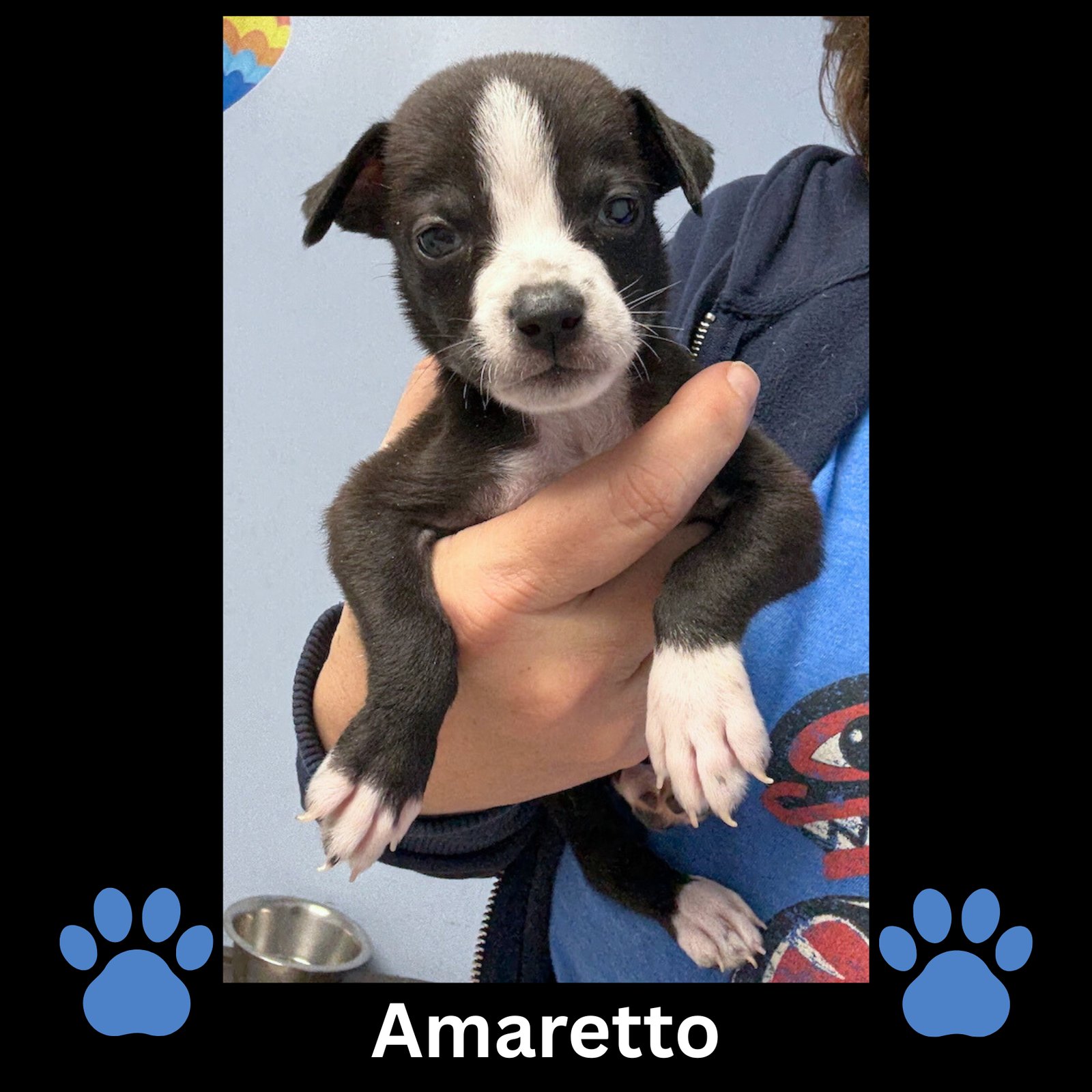 AMARETTO - Boston Terrier / American Pit Bull Terrier available for adoption