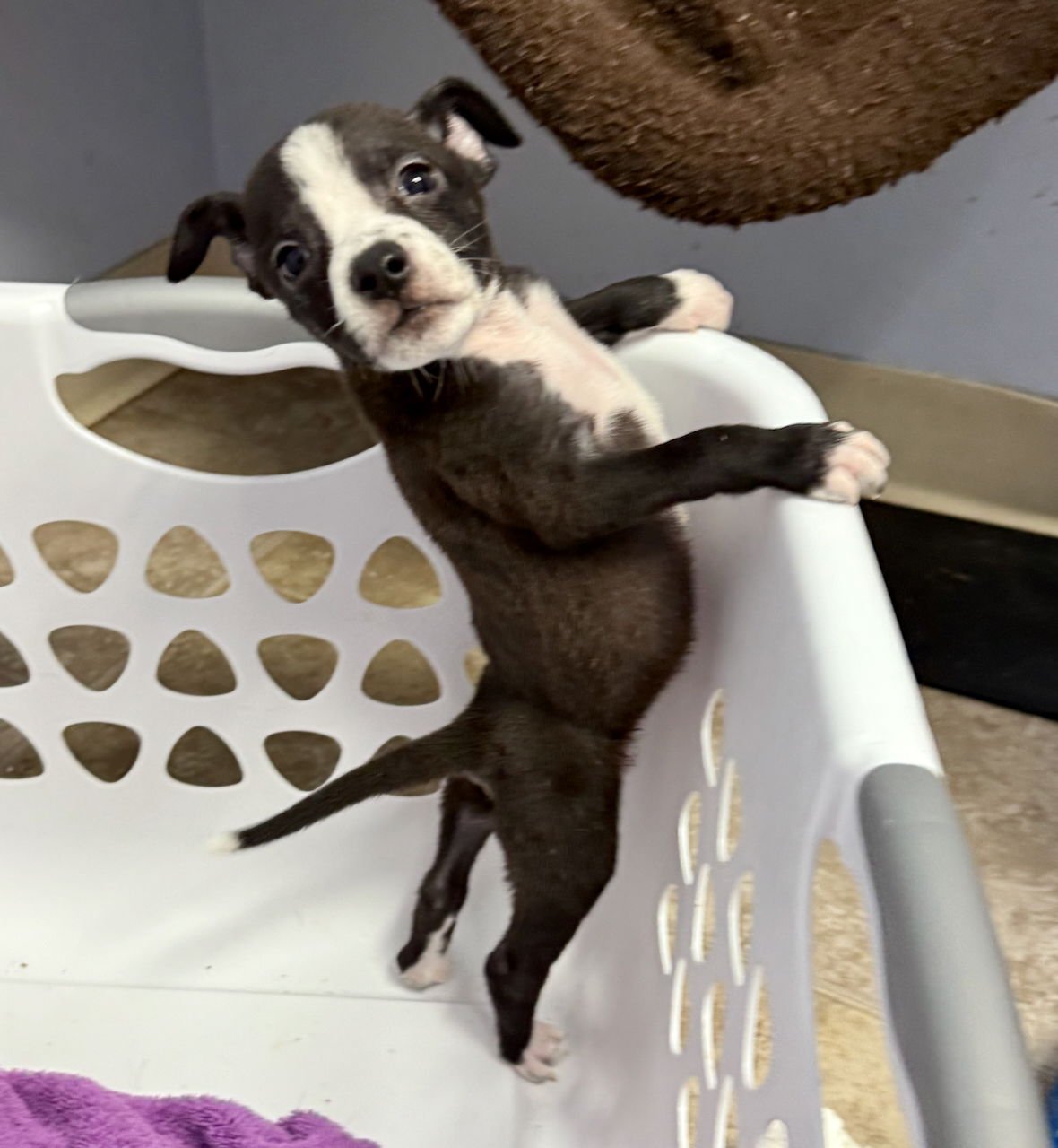 AMARETTO - Boston Terrier / American Pit Bull Terrier available for adoption