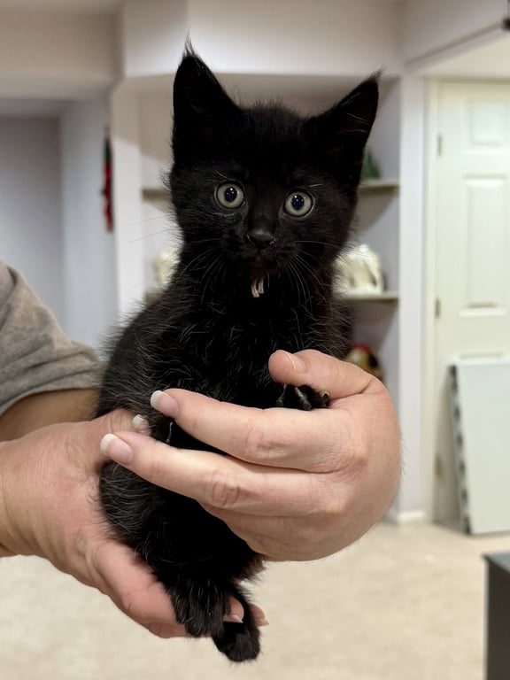 CAT - Inky Image
