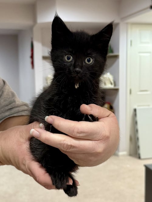 CAT - INKY - Domestic Short Hair for adoption in Elgin