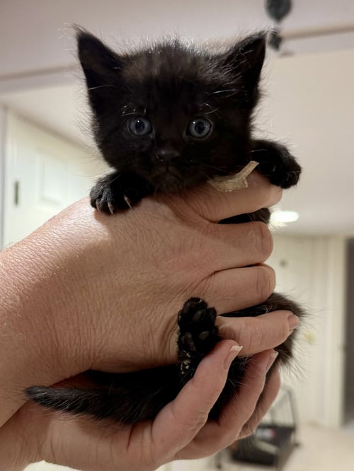 CAT - INKY - Domestic Short Hair available for adoption