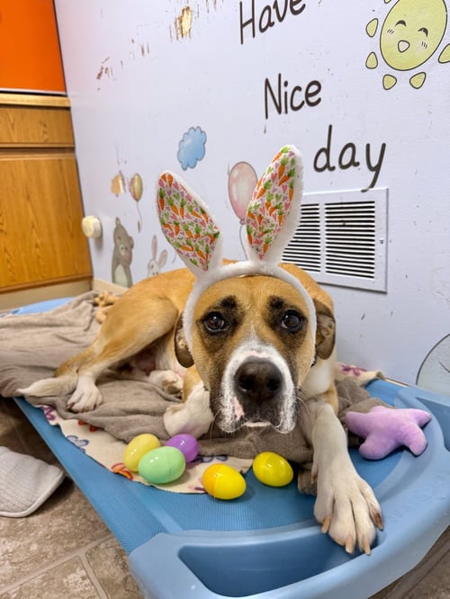 HAZEL - Anatolian Shepherd / Boxer for adoption in Elgin