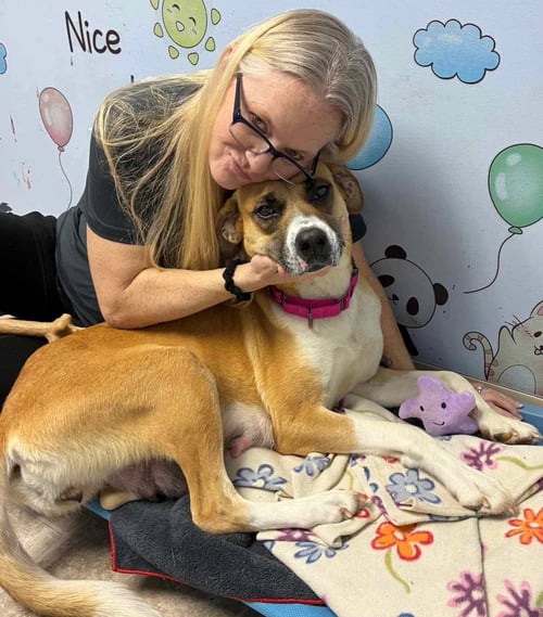 HAZEL - Anatolian Shepherd / Boxer available for adoption