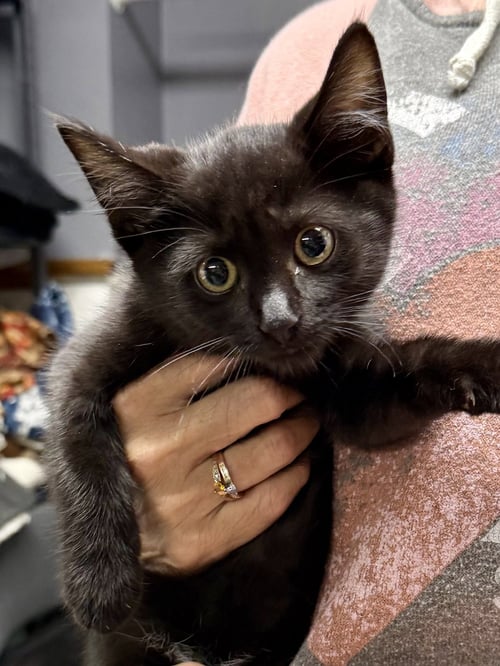 CAT - REMY - Domestic Short Hair available for adoption