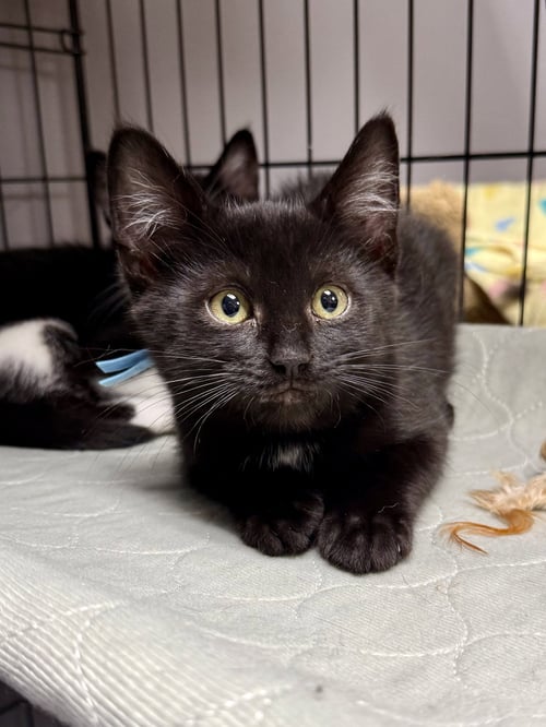 CAT - REMY - Domestic Short Hair available for adoption