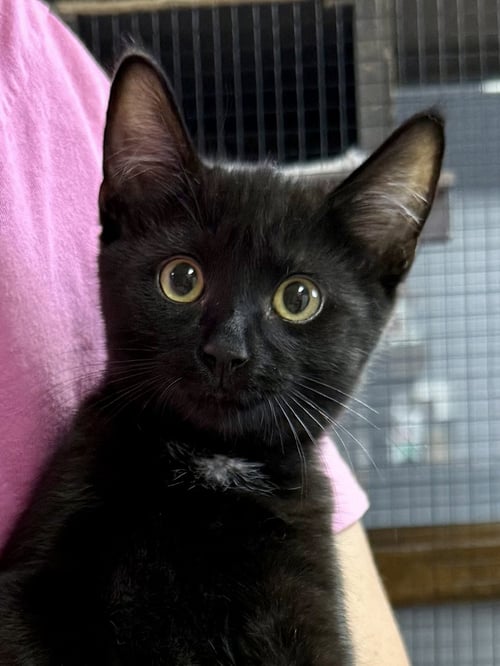 CAT - REMY - Domestic Short Hair available for adoption