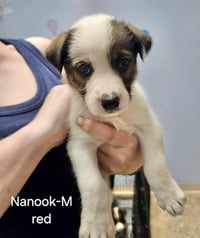 Nanook - Photo 1