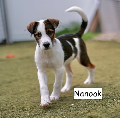 NANOOK