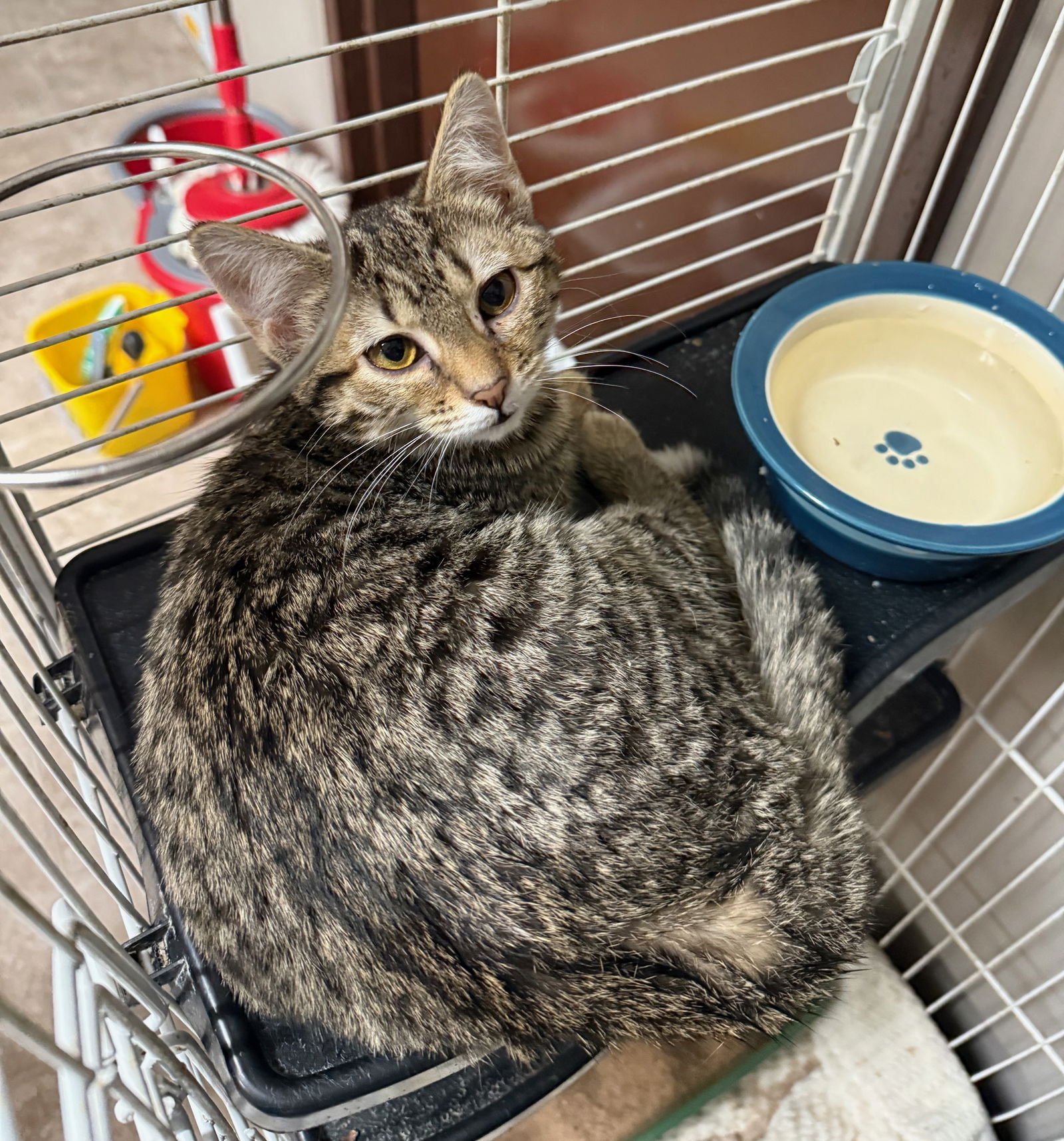 CAT - BLOSSOM - Domestic Medium Hair available for adoption