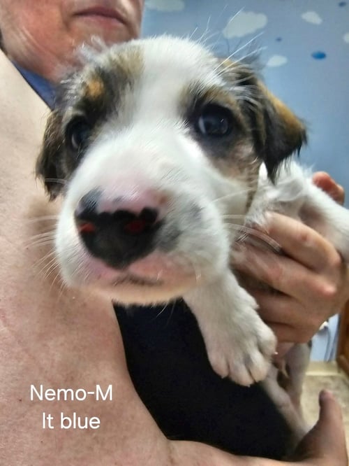NEMO - Hound / Terrier available for adoption