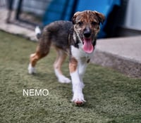 Nemo - Photo 3