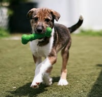 Nemo - Photo 4