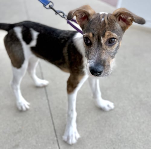 NEMO - Hound / Terrier available for adoption