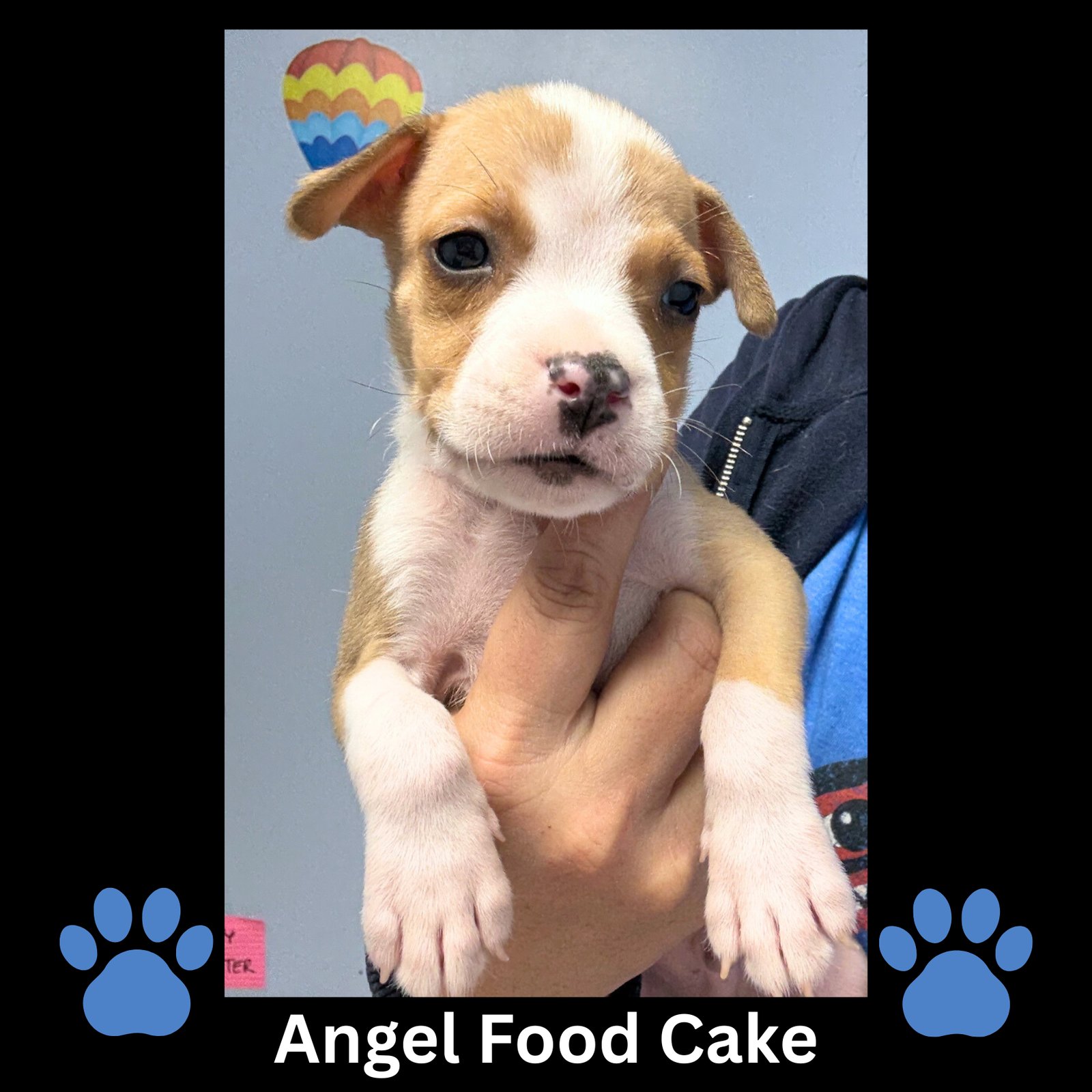 ANGEL FOOD CAKE - Boston Terrier / American Pit Bull Terrier available for adoption