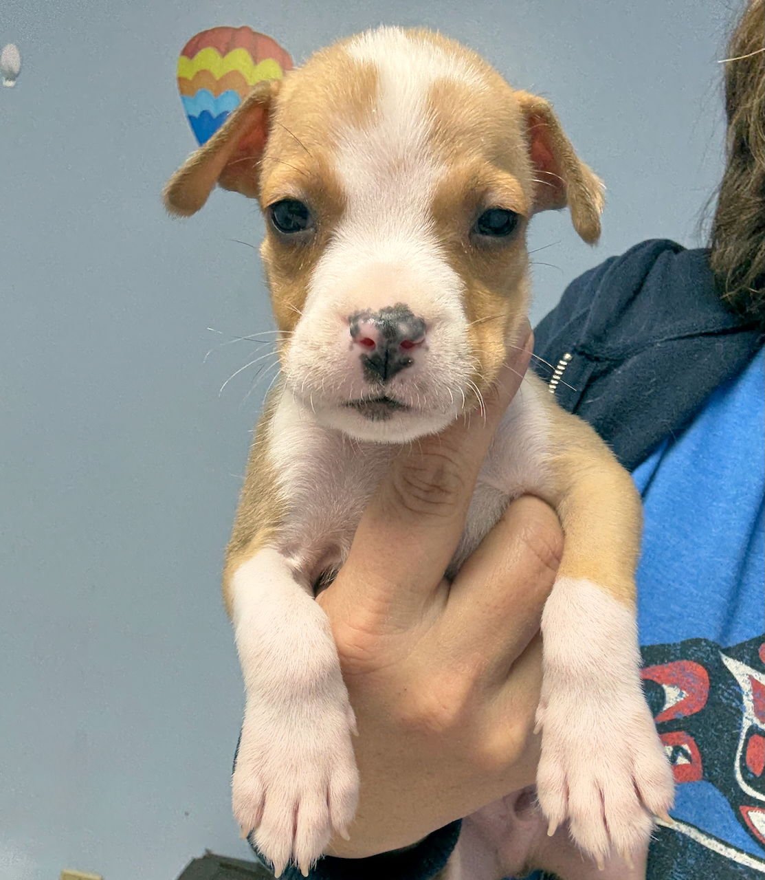 ANGEL FOOD CAKE - Boston Terrier / American Pit Bull Terrier available for adoption