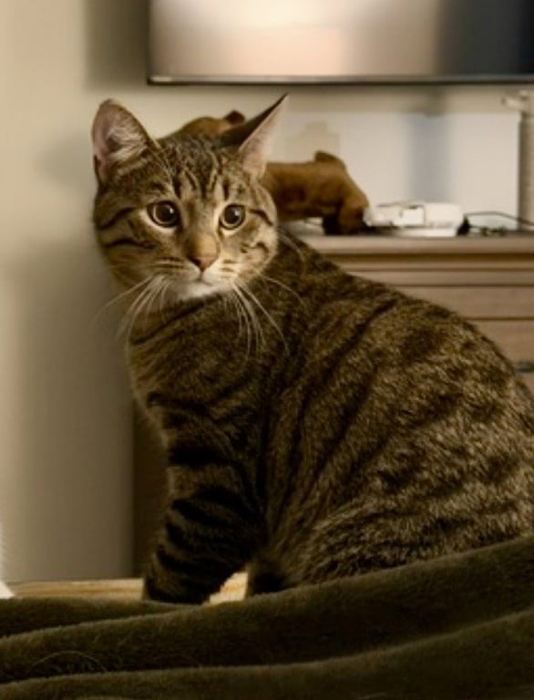 CAT - Quinn (Pickles) Image