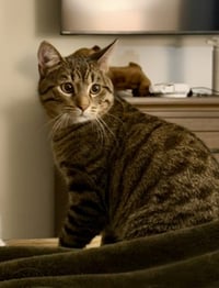 CAT - Quinn (Pickles) - Photo 1
