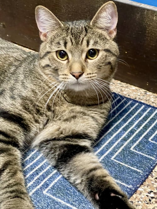 CAT - PICKLES (QUINN) - Domestic Short Hair available for adoption