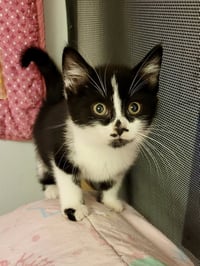 CAT - Rory - Photo 1