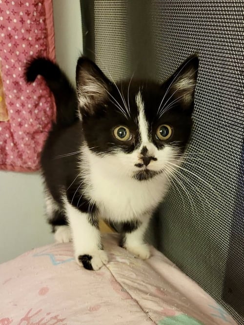 CAT - RORY - Domestic Short Hair available for adoption