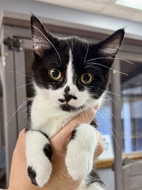 CAT - RORY - Domestic Short Hair available for adoption