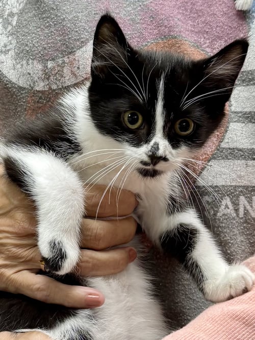 CAT - RORY - Domestic Short Hair available for adoption