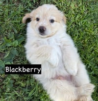 Harry FKA Blackberry - Photo 8