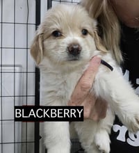 Harry FKA Blackberry - Photo 10