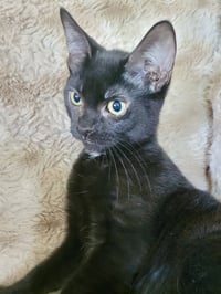 CAT - Eileen - Photo 1