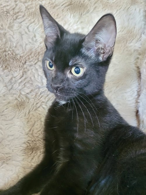 CAT - EILEEN - Domestic Short Hair for adoption in Elgin