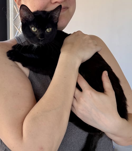 CAT - EILEEN - Domestic Short Hair available for adoption