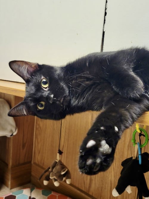 CAT - EILEEN - Domestic Short Hair available for adoption
