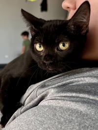 CAT - Eileen - Photo 4