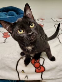 CAT - Eileen - Photo 1