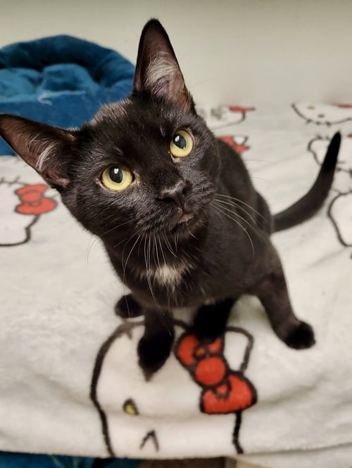 CAT - EILEEN - Domestic Short Hair available for adoption