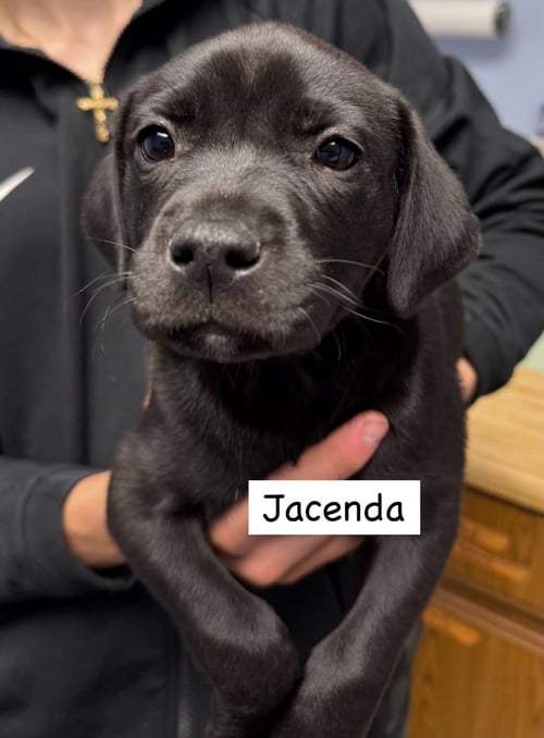 JACENDIA - Labrador Retriever available for adoption