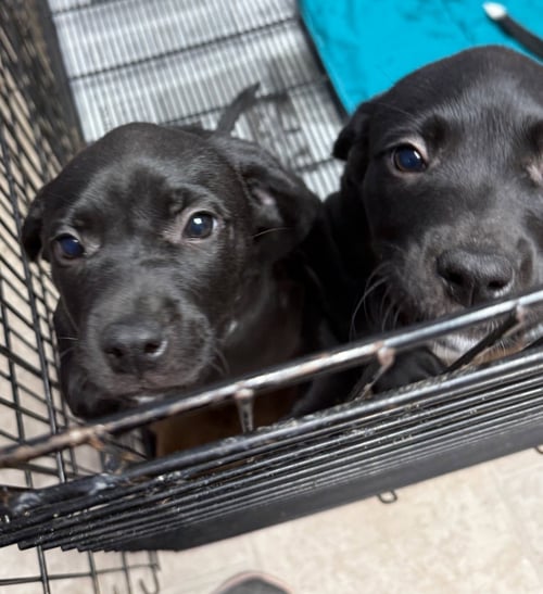JACENDIA - Labrador Retriever available for adoption