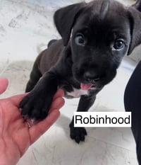 ROBIN HOOD - Photo 3