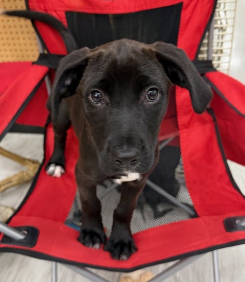 ROBIN HOOD - Labrador Retriever / Poodle (unknown type) available for adoption