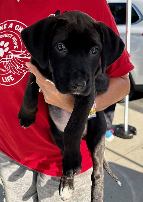 ROBIN HOOD - Labrador Retriever / Poodle (unknown type) available for adoption