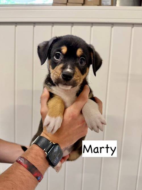 MARTY - Boxer / Cattle Dog available for adoption