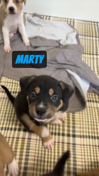Marty - Photo 2